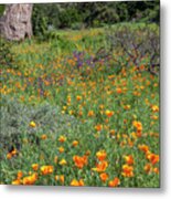 California Poppies, Meadow At Santa Barbara Botanic Garden Metal Print