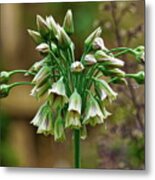 Honey Lilies Metal Print