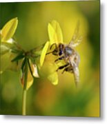 Honeybee In An Abstract Floral World Metal Print