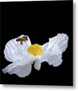 Honeybee On Prickly Poppy Metal Print