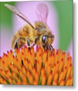 Honeybee On Purple Coneflower Echinachea Metal Print