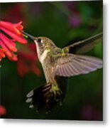 Honeysuckle Hummingbird Metal Print