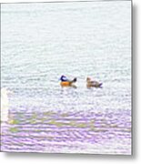 Hooded Merganser Metal Print