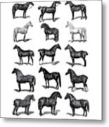 Horse Chart Metal Print