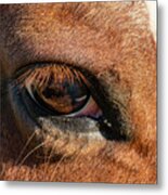 Horse Eye Close Up Metal Print
