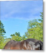 Horse Under Turquoise Sky Metal Print