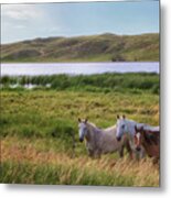 Horses At Beem Lake - Sandhills Journey Metal Print