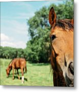 Horses In Field Metal Print