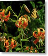 Hot August Lilies Metal Print