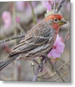 House Finch Visitor In Cherry Tree Metal Print