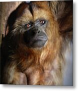 Howler Metal Print