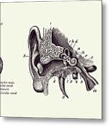 Human Ear Anatomy Diagram - Vintage Print 2 Metal Print