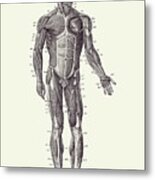 Human Muscle System - Vintage Anatomy 2 Metal Print