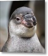 Humboldt Penguin, Head And Shoulders Metal Print