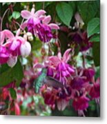 Humming For Fuchsias Metal Print