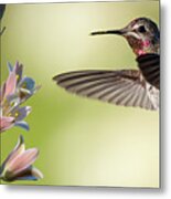 Hummingbird Feeding. Metal Print