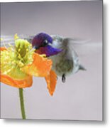 Hummingbird In Flower Metal Print