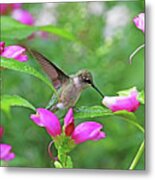 Hummingbird Landing On Dewy Leaf Metal Print
