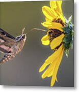Hummingbird Moth Gathering Nectar Metal Print