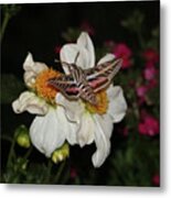 Hummingbird Moth On Dahlia Metal Print