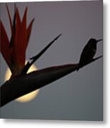 Hummingbird With Bird Of Paradise And Moonrise Metal Print