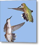 Hummingbirds - Defensive Dance Metal Print