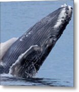 Humpback Breach Eyes Open Metal Print