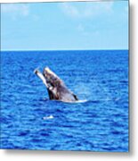 Humpback Whale Breach Metal Print