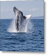 Humpback Whale Breaching Metal Print
