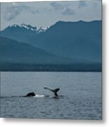 Humpback Whale Mother And Calf Metal Print