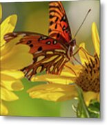 Hungry Butterfly Metal Print