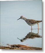 Hunting For Lunch Metal Print