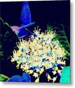 Hydrangea Dreaming  - Abstract Metal Print