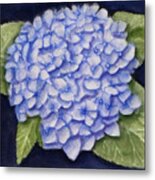 Hydrangea Flower With Blue Background Metal Print