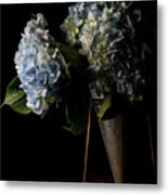 Hydrangea Metal Print