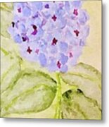 Hydrangea Metal Print