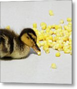 I Love Corn Metal Print