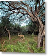 Ibex In The Negev Metal Print