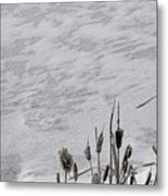 Ice And Cattails Metal Print