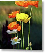 Iceland Poppies In The Sun Metal Print