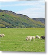 Iceland Sheep Metal Print