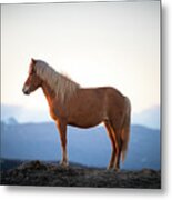 Icelandic Horse Brown Mountain Stand Metal Print