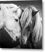 Icelandic Horses, Black And White Metal Print