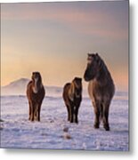 Icelandic Horses In The Snow. Metal Print