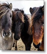 Icelandic Wild Horses. Iceland Metal Print