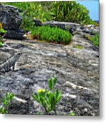 Iguana Basking On Tropical Cozumel Beach Metal Print
