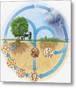 Illustration Showing Nitrogen And Hydrologic Cycle Metal Print