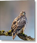 Immature Red Tailed Hawk In A Tree Metal Print