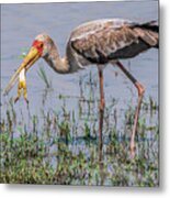 Immature Yellow-billed Stork In Zimbabwe Metal Print