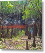 In A Cypress Swamp Metal Print